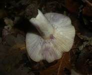 Ungezonter Violettmilchling, Foto 10