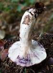 Ungezonter Violettmilchling, Foto 11