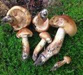 Brandiger Ritterling, Foto 14