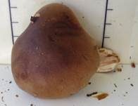 Brandiger Ritterling, Foto 16