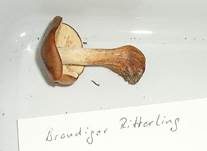 Brandiger Ritterling, Foto 24