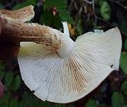 Brandiger Ritterling, Foto 25