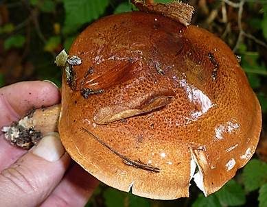 Brandiger Ritterling, Foto 5