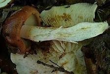 Brandiger Ritterling, Foto 36