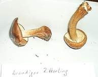 Brandiger Ritterling, Foto 41