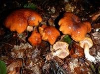 Brandiger Ritterling, Foto 45