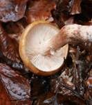 Brandiger Ritterling, Foto 7
