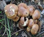 Brandiger Ritterling, Foto 11