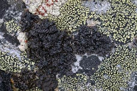 Unheilvolle Melanelie, Foto 2