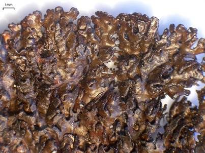 Unheilvolle Melanelie, Foto 3
