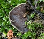 Unscheinbarer Becherling, Foto 6