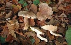 Unverschämter Ritterling, Foto 22