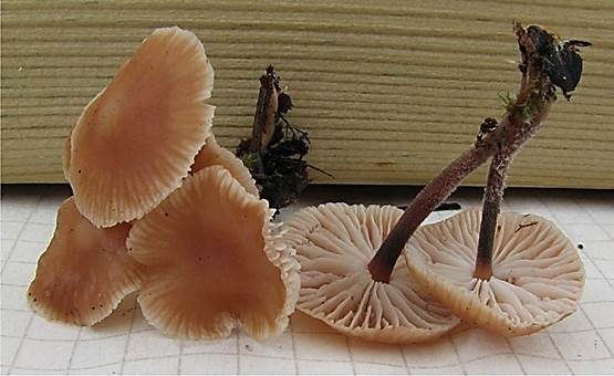 Unverschämter Rübling, Foto 4