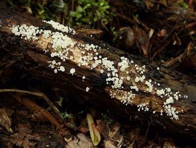 Unverschämtes Weißhaarbecherchen, Foto 2