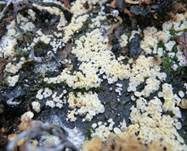 Unverschämtes Weißhaarbecherchen, Foto 13