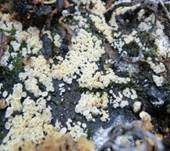 Unverschämtes Weißhaarbecherchen, Foto 14