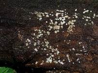 Unverschämtes Weißhaarbecherchen, Foto 19