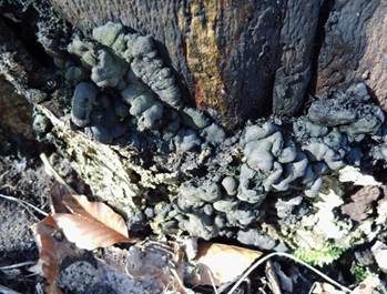 Brandkrustenpilz, Foto 3