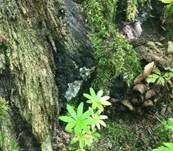 Brandkrustenpilz, Foto 14