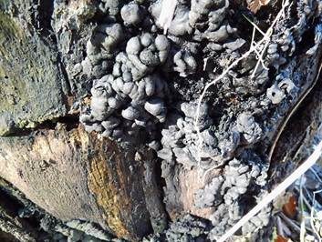 Brandkrustenpilz, Foto 5