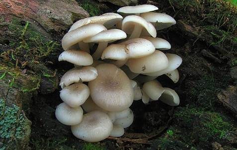 Üppiger Holzrübling, Foto 2