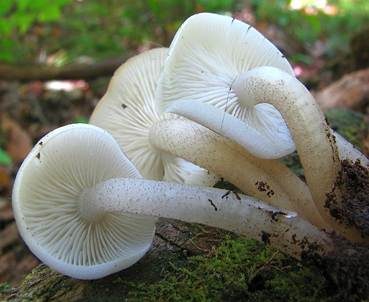 Üppiger Holzrübling, Foto 3