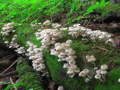 Üppiger Holzrübling, Foto 4