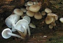 Üppiger Holzrübling, Foto 5