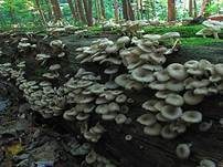Üppiger Holzrübling, Foto 7