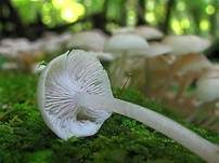 Üppiger Holzrübling, Foto 8