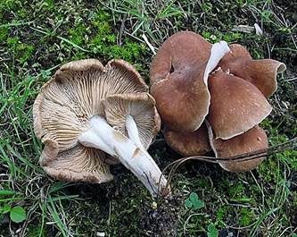 Üppiger Rübling, Foto 2