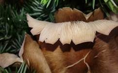 Üppiger Rübling, Foto 13