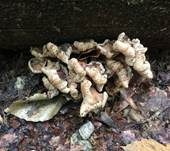 Üppiger Rübling, Foto 21