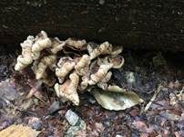 Üppiger Rübling, Foto 22