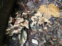 Üppiger Rübling, Foto 23