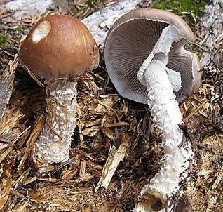 Üppiger Träuschling, Foto 2