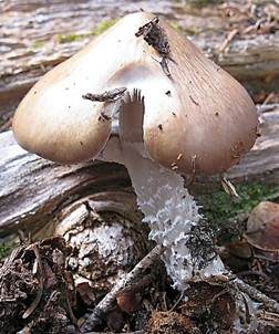 Üppiger Träuschling, Foto 3