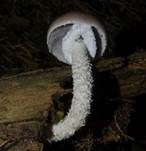Üppiger Träuschling, Foto 7