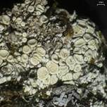Uppsalien-Flechte, Foto 6