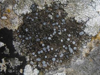 Variable Krustenflechte, Foto 4