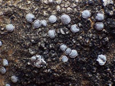 Variable Krustenflechte, Foto 5