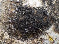 Variable Krustenflechte, Foto 6