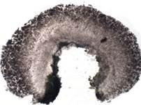 Variable Krustenflechte, Foto 11