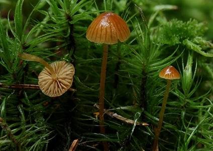 Variabler Mooshäubling, Foto 3