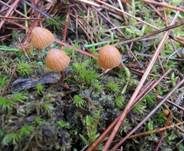 Variabler Mooshäubling, Foto 12