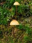 Variabler Mooshäubling, Foto 15