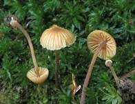Variabler Mooshäubling, Foto 8