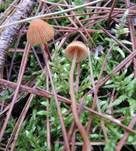 Variabler Mooshäubling, Foto 9