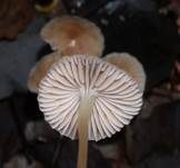 Varietäten des Dehnbaren Helmlings, Foto 6