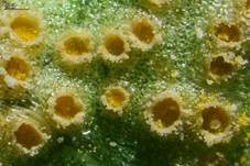 Veilchen Rostpilz, Foto 7